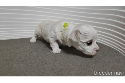 成約済の宮崎県のマルチーズ-245158の9枚目